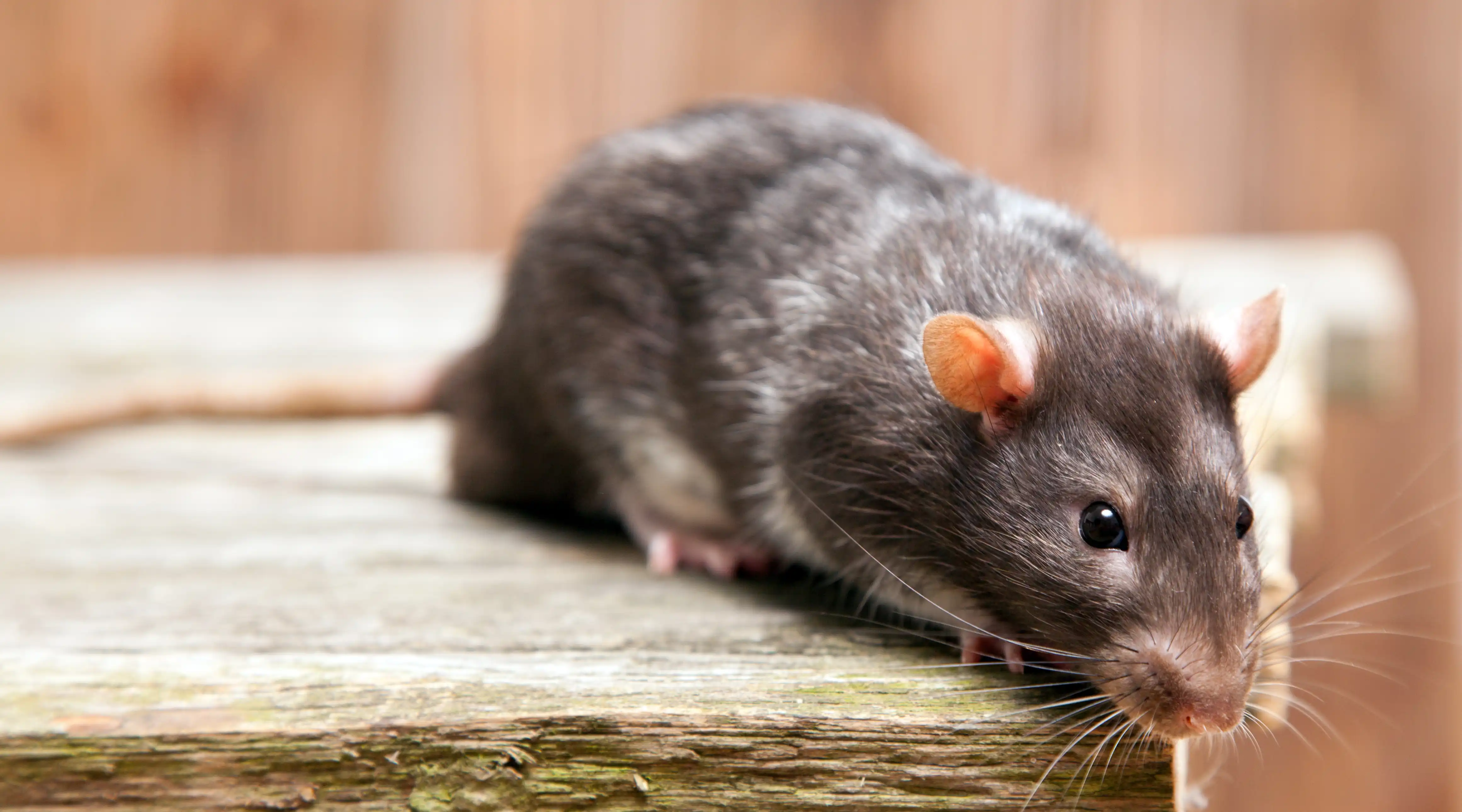 Koniec trápenia so škodcami: Prečo je Weitech inteligentná a humánna voľba pre váš dom, záhradu a auto